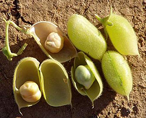 Organic Garbanzo Beans ChickPeas Raw Non-GMO Kosher Sproutable Low Sodium Bulk Vegan Dietary Fiber 10LB Q957