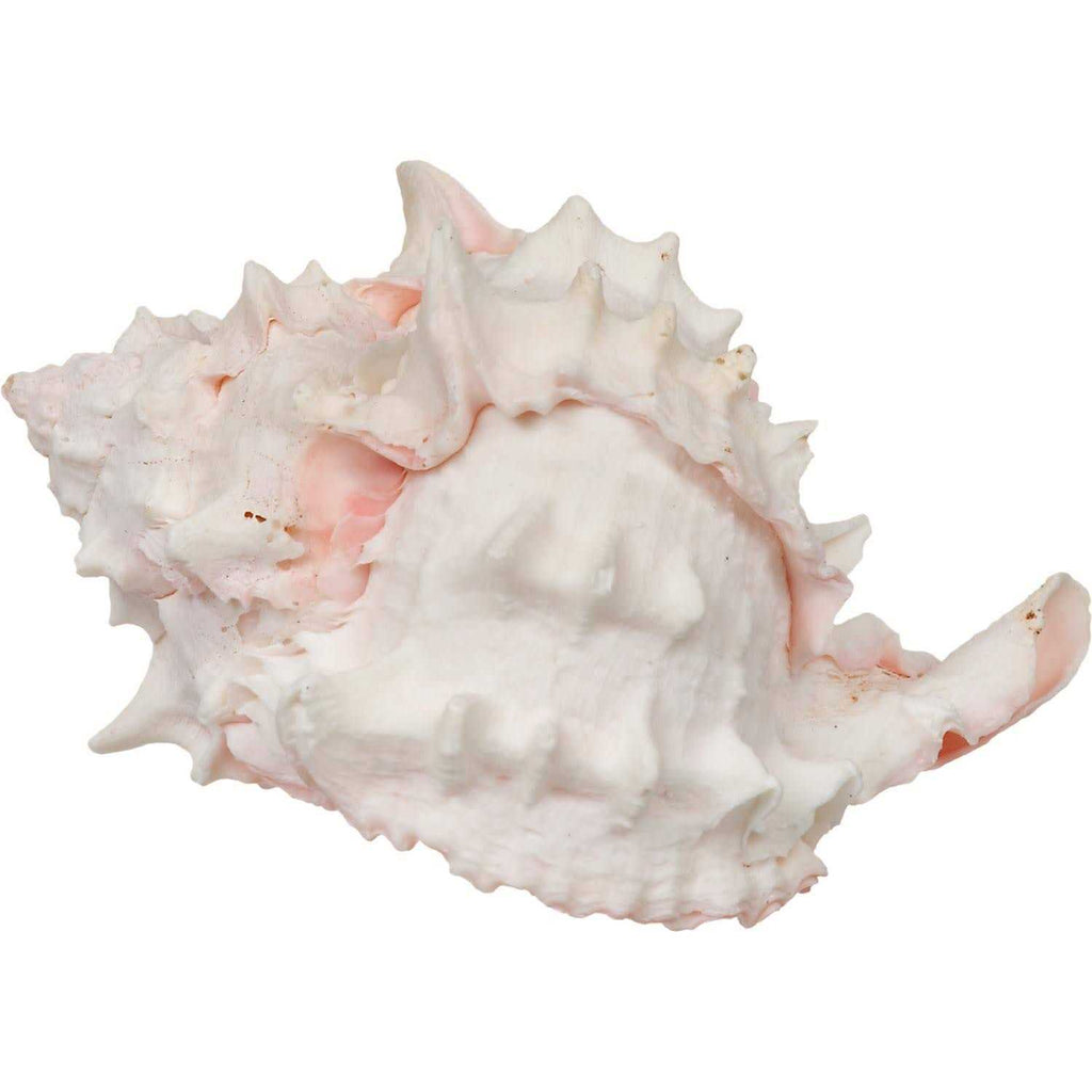 Hermit Crab Growth Shell N11346