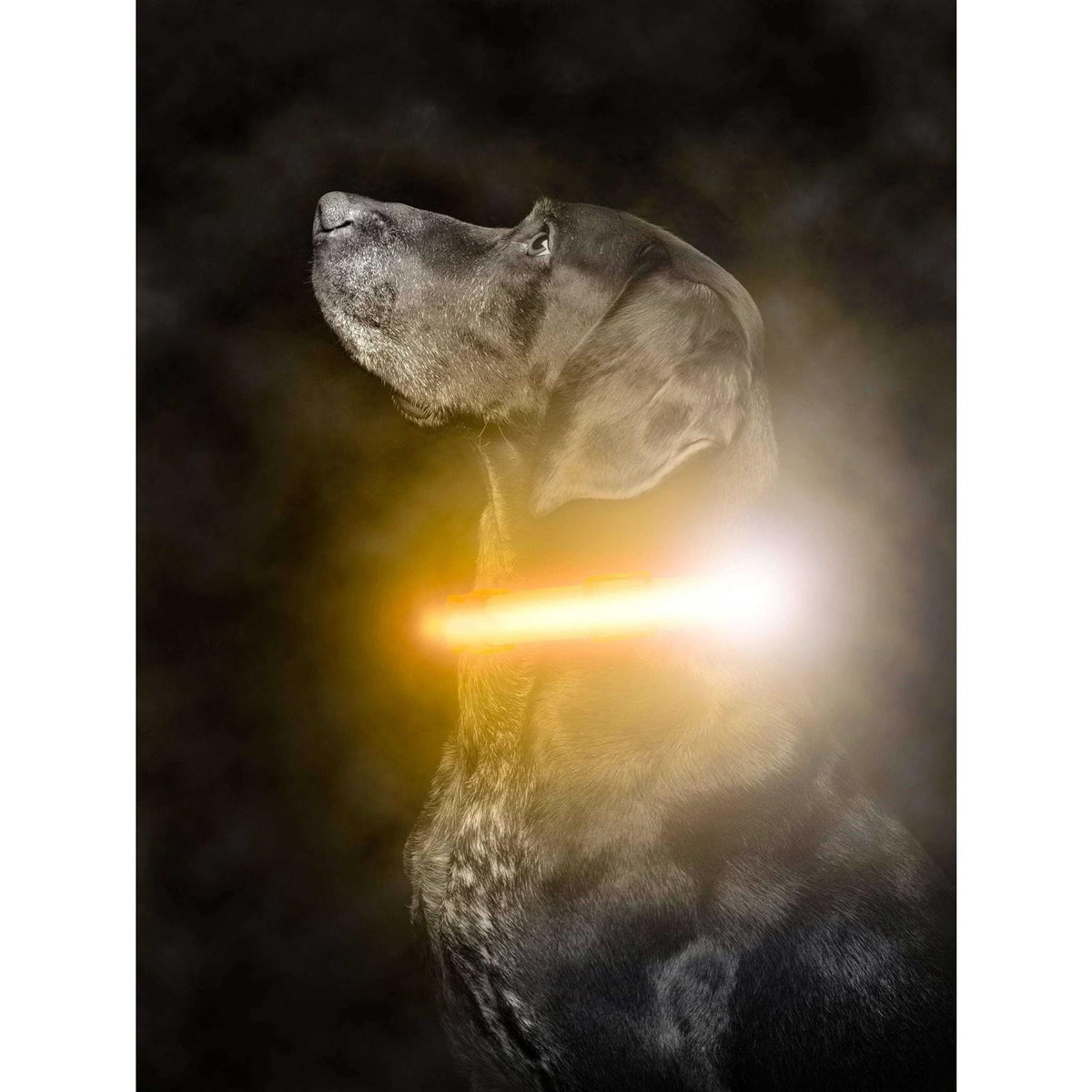 LED Dog Collar USB Rechargeable P95335