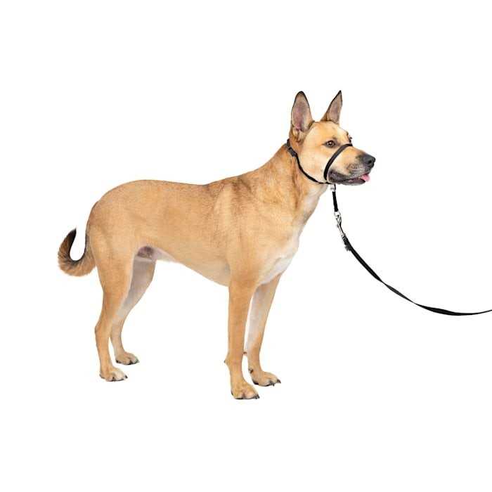 Gentle Leader Headcollar W303