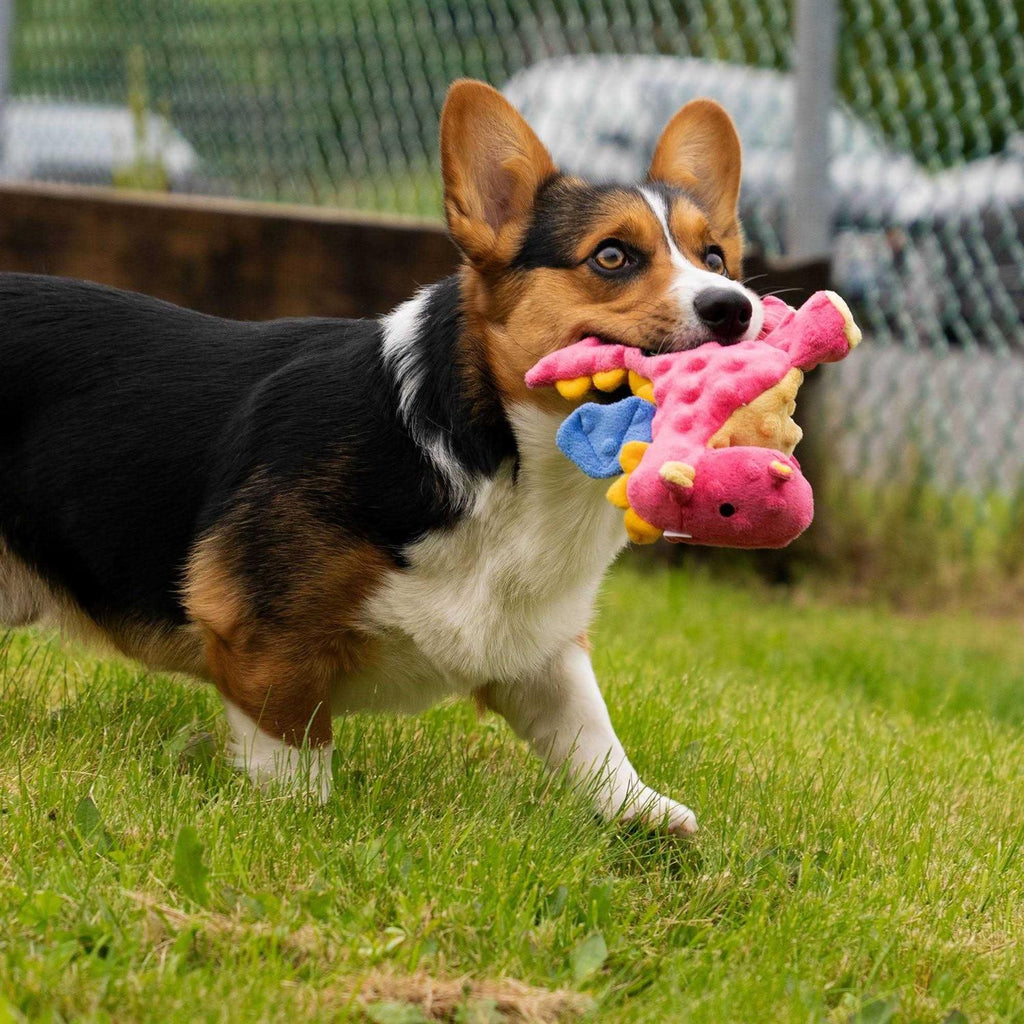 Dog Toy C68429