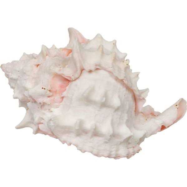 Hermit Crab Growth Shell G6914