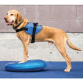 Balance Disc C212