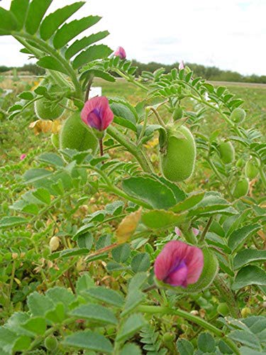 Organic Garbanzo Beans ChickPeas Raw Non-GMO Kosher Sproutable Low Sodium Bulk Vegan Dietary Fiber 10LB Q957