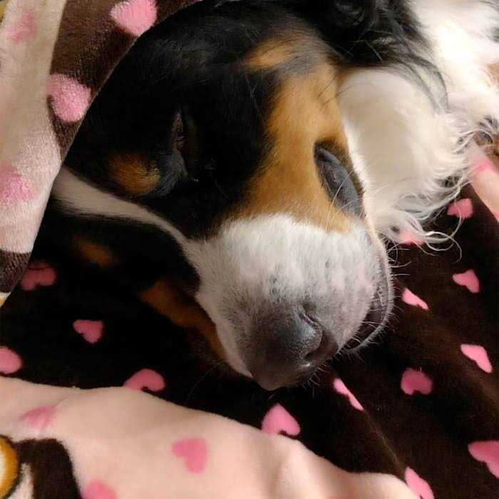 Blanket for Pets S582