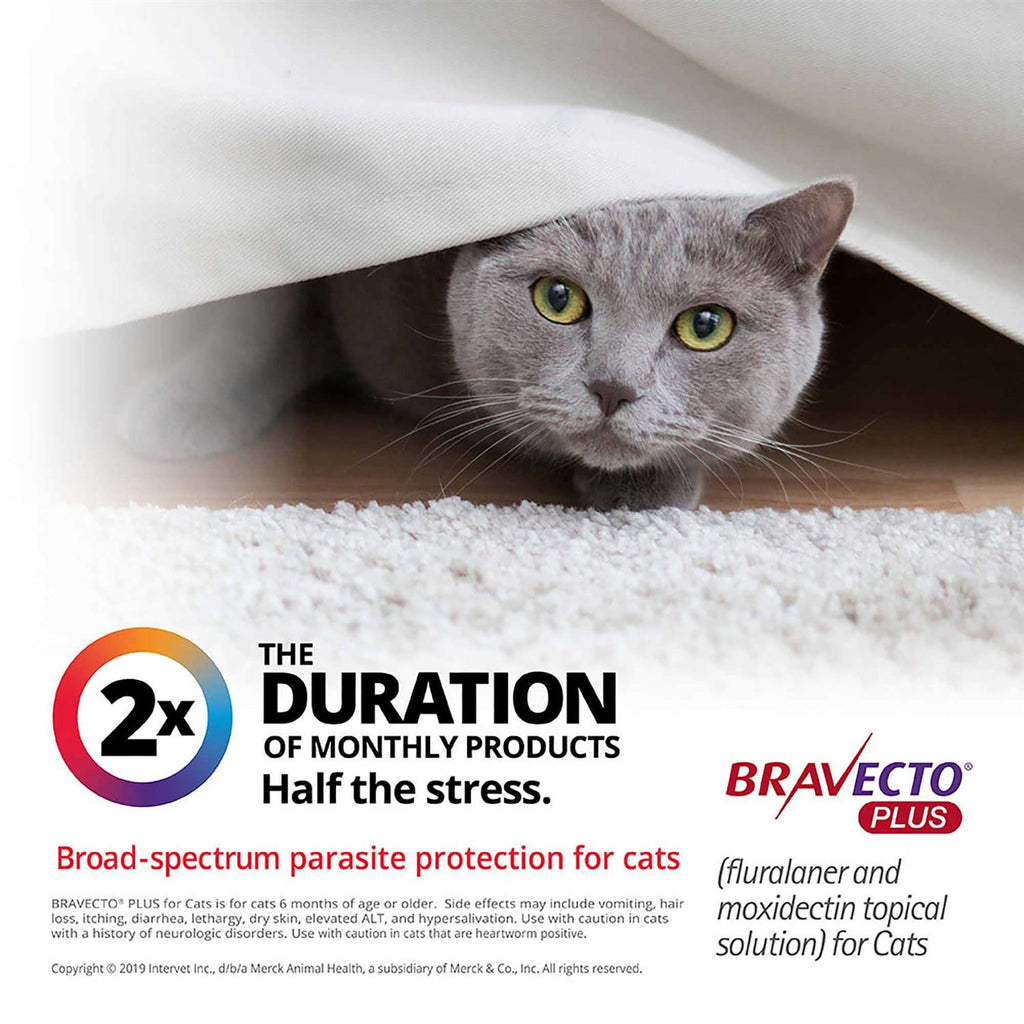 Bravecto Plus Topical Solution for Cats I88004