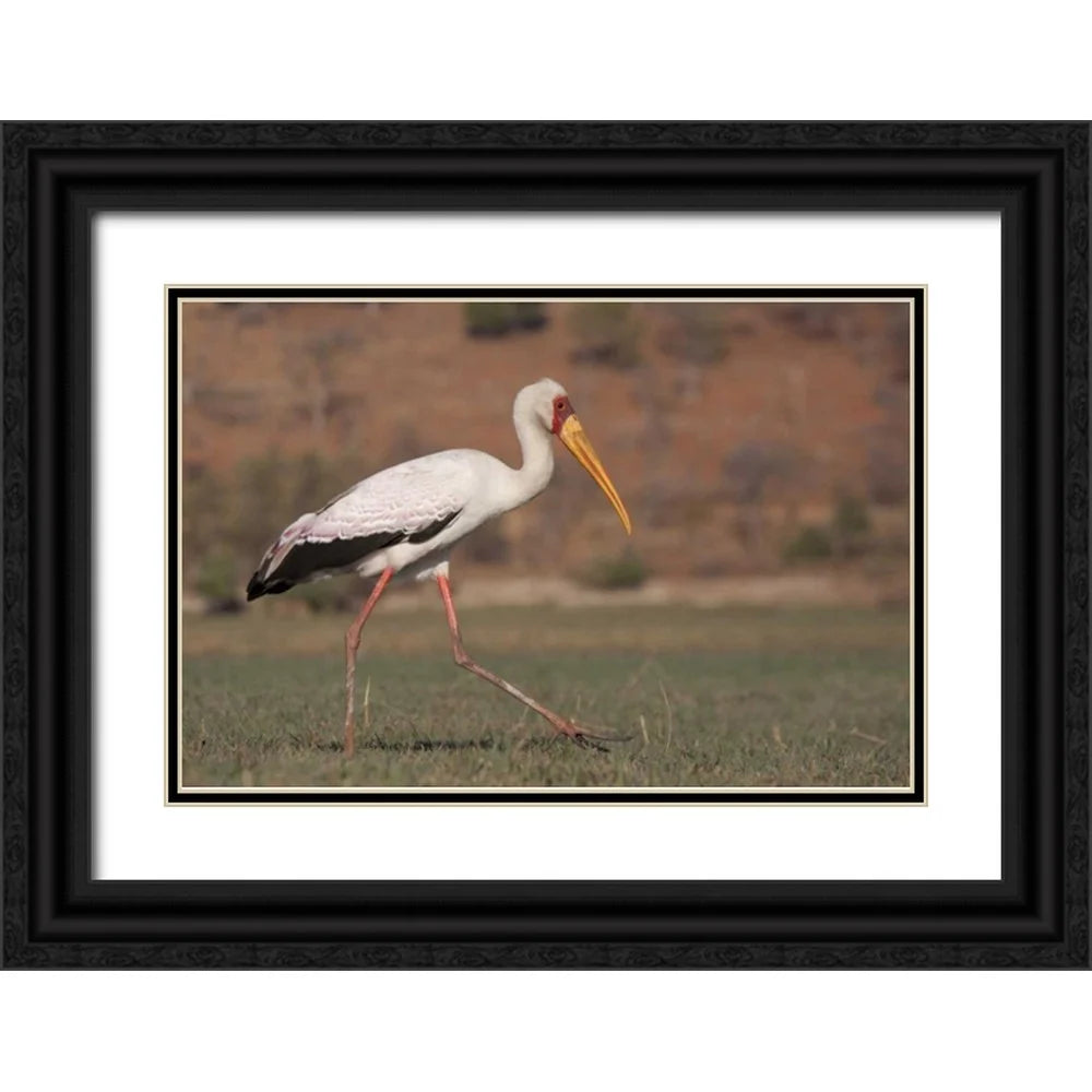 Black Ornate Wood Framed Art Print F534237