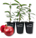Red Pomegranate Tree 3 Live Starter Plants P373168