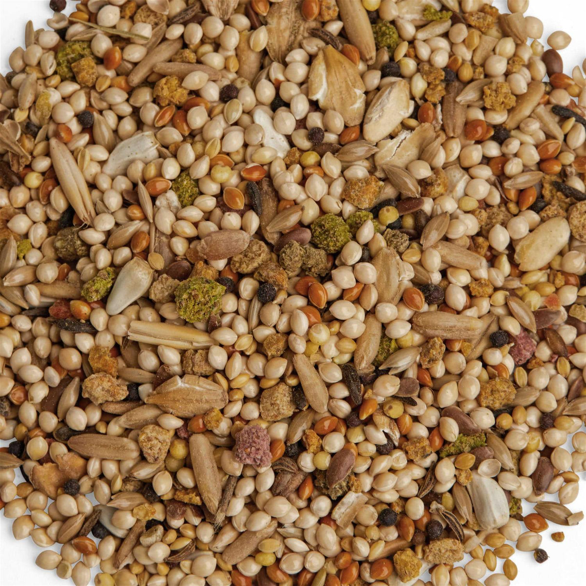 Parakeet Diet T41868
