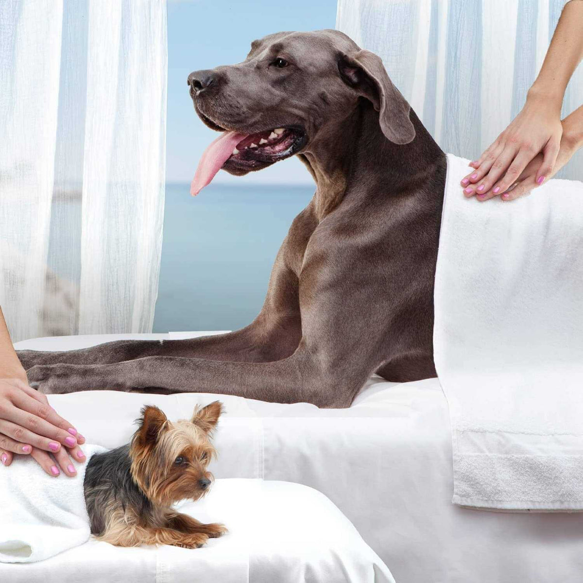 Dry Dog Food R6035