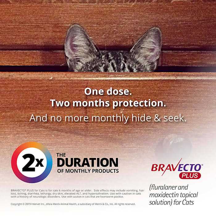 Bravecto Plus Topical Solution for Cats I88004