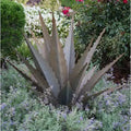 Sawtooth Agave Garden Art R434